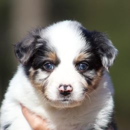 Notion - Blue merle female Australian Shepherd puppy in Springville, Alabama from Cross Creek Aussies