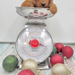 Boy 4 - Poodle puppy in Inman, South Carolina from Raynebow Rose Poodles