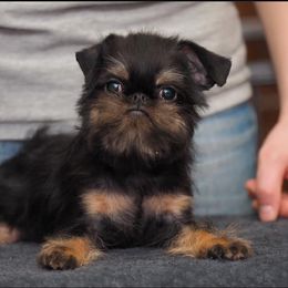 Brussels Griffon All Grown Up from Genesis Brussels Griffons