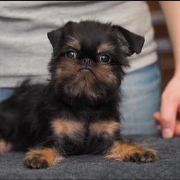 Brussels Griffon All Grown Up from Genesis Brussels Griffons