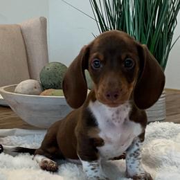 Marley - Chocolate and tan male Dachshund puppy in Menifee, California from Dachshunds in SoCal