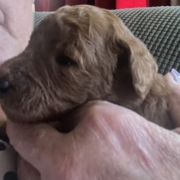 German Shorthaired Pointer, Goldendoodle, and Labradoodle Puppies from Leppards Kennel