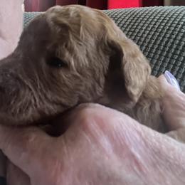 German Shorthaired Pointer, Goldendoodle, and Labradoodle Puppies from Leppards Kennel