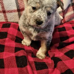 Bata - Blue mottled female Australian Cattle Dog puppy in Sneedville, Tennessee from JoAnn's Australian Cattle Dogs