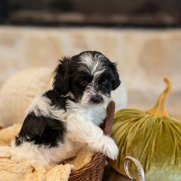 Rocky - White male Havapoo puppy in South Jordan, Utah from Sage Puppies