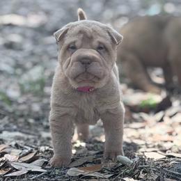 Willow - Cream sable female Chinese Shar-Pei puppy in Lehigh Acres, Florida from Florida Wrinkles