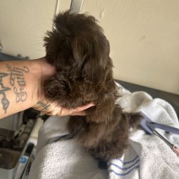 Lili - Chocolate female Shih Tzu puppy in Apple Valley, California from Garcia_shihtzu