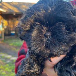 Boy 2 - Black Shih Tzu puppy in Desoto, Texas from Willow’s Wonderful Shih Tzu
