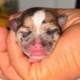 Pluto - Merle male Chihuahua puppy in Hasting, Florida from Fiesta Pups