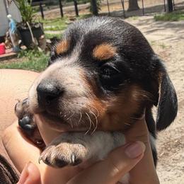 Piebald black and tan boy - Piebald male Dachshund puppy in Lady Lake, Florida from Shotzie Doxie Co.