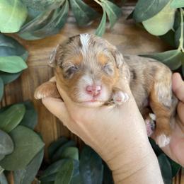 Mary - Chocolate merle female Bernedoodle puppy in Superior, Arizona from Mountain Bridge Doodles