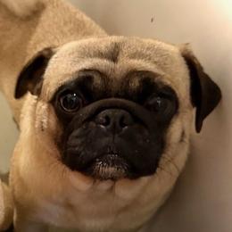 Elly - Pug