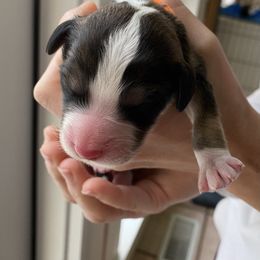 Goldendoodle Puppies from Heartshine Doodles