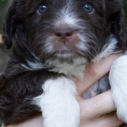 Assorted Doodle Crosses, Aussiedoodles, Bernedoodles, Old English Sheepdogs, and Poodles from Mountain Peak Doodles