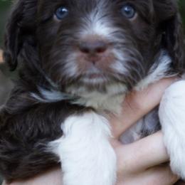 Assorted Doodle Crosses, Aussiedoodles, Bernedoodles, Old English Sheepdogs, and Poodles from Mountain Peak Doodles