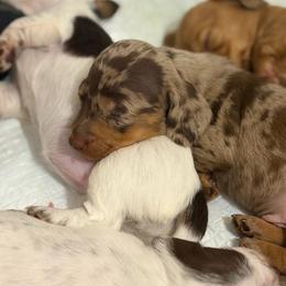 Ross - Dapple male Dachshund puppy in Sterling, Colorado from Country Chics Doxies