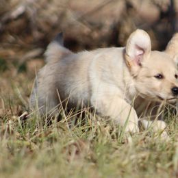 Golden Retriever Puppies from Golden Barnes Kennel
