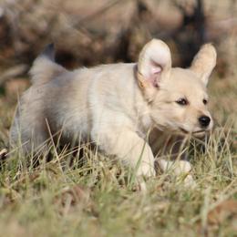 Golden Retriever Puppies from Golden Barnes Kennel