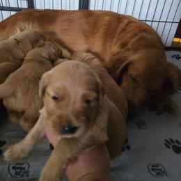 Luke - Golden male Golden Retriever puppy in Oregon City, Oregon from Jack and Jody's Goldens