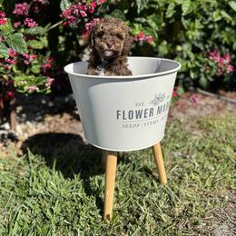 Bernedoodle and Poodle Puppies from Orange Blossom Poodles & Doodles