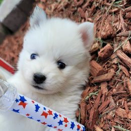 Pomskies from Tender Care Kennels