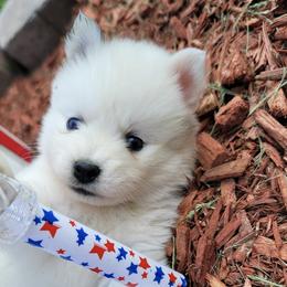 Pomskies from Tender Care Kennels