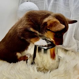 Ralphy - Liver and white male American Corgi puppy in Crystal River, Florida from Coopers Korner