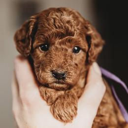 Bernedoodle and Poodle Puppies from Miranda’s Sunshine Kennels