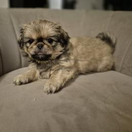 Little Mama - Red sable female Pekingese puppy in Chehalis, Washington from Megan's Pekingese