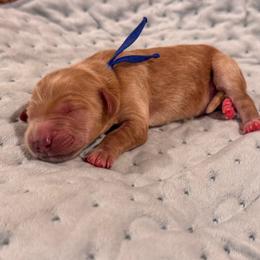 Megamind - Red  male Goldendoodle puppy in Rose Hill, North Carolina from Red Door Canines