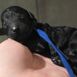 Sapphire - Blue Collar - Black male Poodle puppy in Phoenix, Arizona from Desert Diamond Poodles