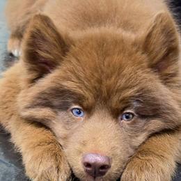Moose - Red and white male Siberian Husky puppy in East Tawas, Michigan from BurnsBerg's Woolies