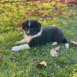 Obsidian - Black & white female Miniature Australian Shepherd puppy in California from Eagle River Aussies