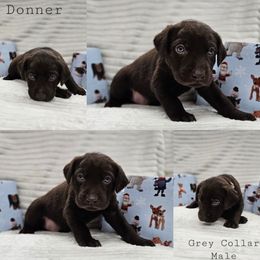 Donner - Chocolate male Labrador Retriever puppy in Boyd, Minnesota from Lindley Labradors