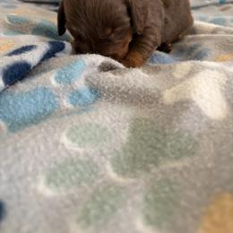 Haurchefant - Chocolate and tan male Dachshund puppy in Conroe, Texas from R&M Dachshunds