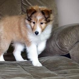 Pomsky, Rottweiler, Shetland Sheepdog, and Toy Shetland Sheepdog Puppies from Mountain High Kennels