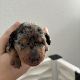 Dachshund Puppies from Mavericks Mini Dachshunds