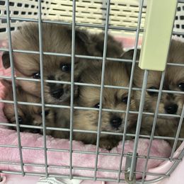 Pomeranian Puppies from Regal Poms