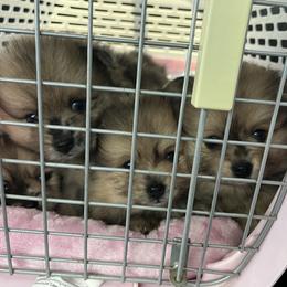 Pomeranian Puppies from Regal Poms