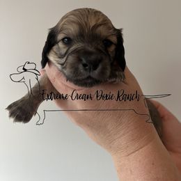 Dachshund Puppies from Extreme Cream Doxie Ranch