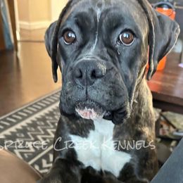 Freya - Boxer
