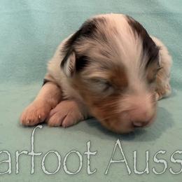 Girl 2 - Blue merle female Australian Shepherd puppy in Lowell, Indiana from Bearfoot Aussies and Tollers