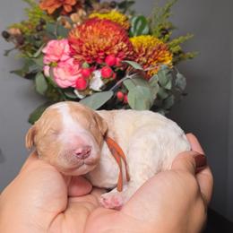 Macchiato (orange collar) - Parti male Poodle puppy in Plainfield, New Jersey from Caris Paws Poodles and Labradoodles