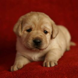 Labrador Retriever Puppies from Glory View Labradors