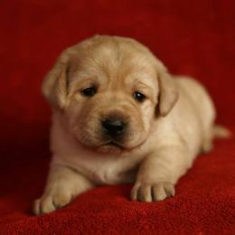 Labrador Retriever Puppies from Glory View Labradors