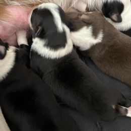 Girl 4 - Red tri-color female Miniature American Shepherd puppy in Troy, Ohio from Wiggle Wags Miniature American Shepherds