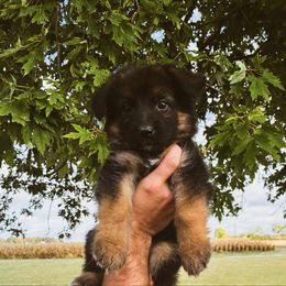 Rachel (white) - Black and red female German Shepherd puppy in Union City, Ohio from God’s Gifts German Shepherds