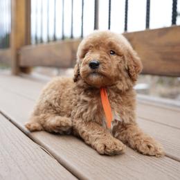 Orange collar - Red  female Goldendoodle puppy in Spokane, Washington from Doodle Love