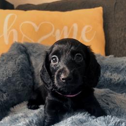 Raven - Black female Dachshund puppy in Los Angeles, California from Mini Doxies R Us