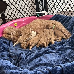 Poodle Puppies from Breahna Snay